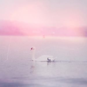 Meet your Posher, Ashlyn